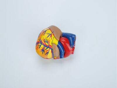 How Human Body 3D Models Support Inquiry-Based and Visual Learning