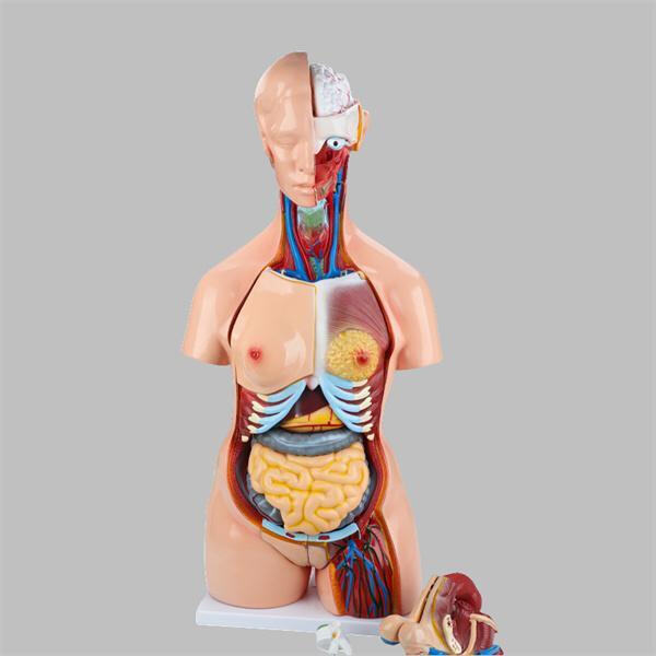 Improve your teaching with interactive and engaging organ models