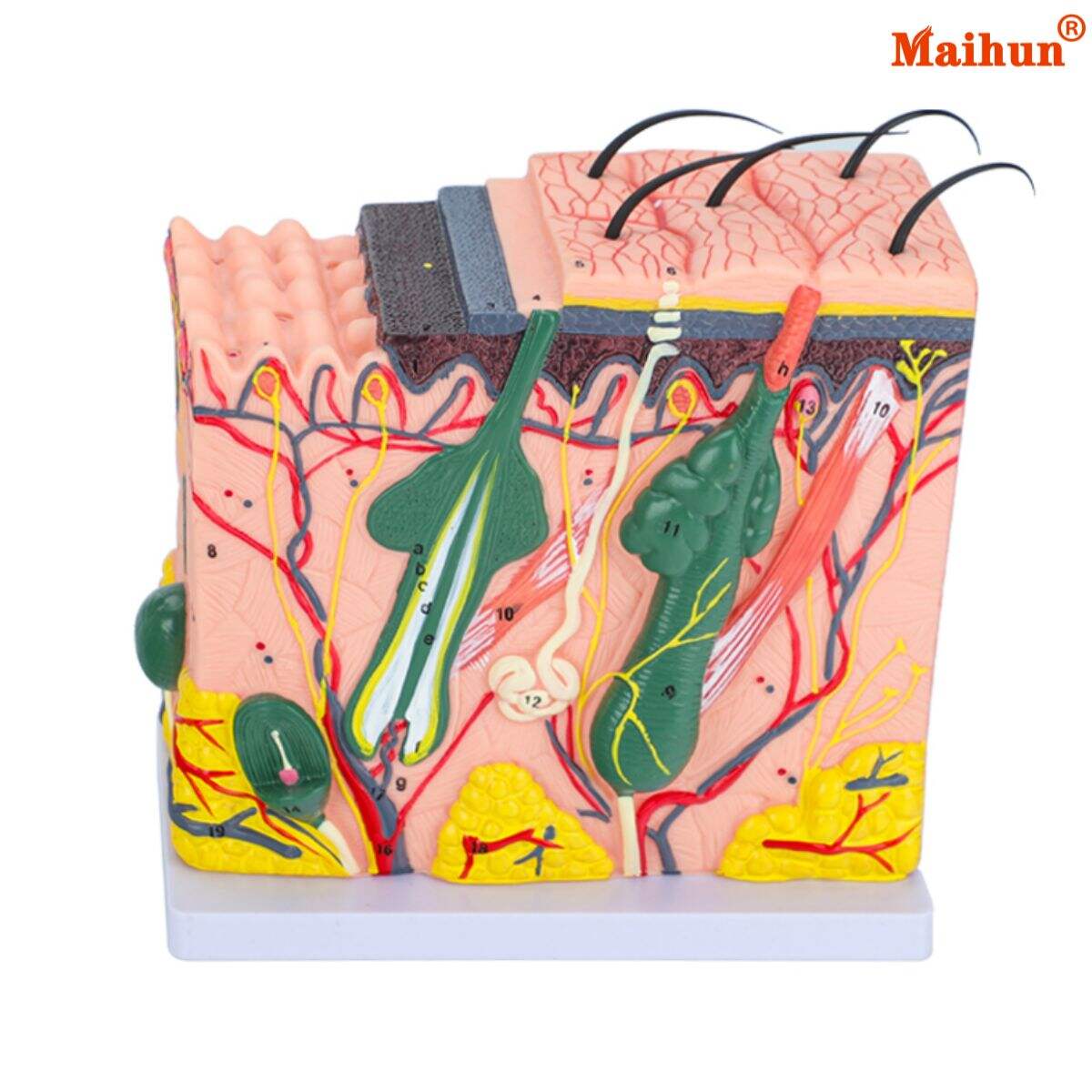 What Makes Skin Tissue Models Essential for Cosmetic and Dermatological Studies?