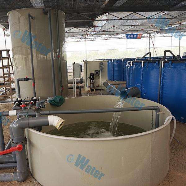 Krewetki hodowane w Shrimp Farming Systems