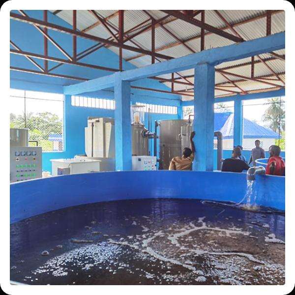 How To Use A Tilapia Hatchery?