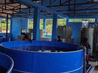 Why Oxygen Diffusers Are Critical in High-Density Fish Farming