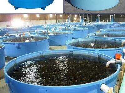 Recirculating Aquaculture System: The Future of Indoor Fish Farming