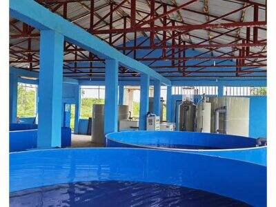 Bakit Mahalaga ang mga Sistema ng Aquaponics sa Mapagkukunan na Produksyon ng Pagkain