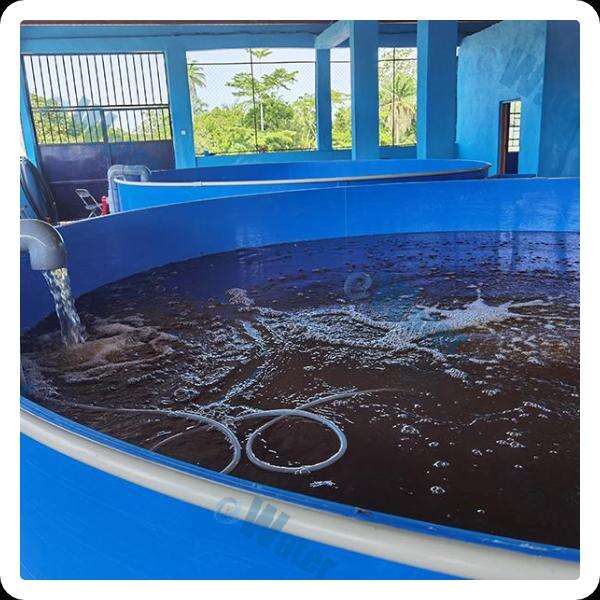 Oxygen Generator Solution for Your Fish Farm