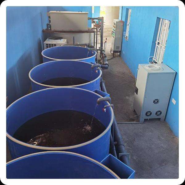 Innovation of Recycling Aquaculture System