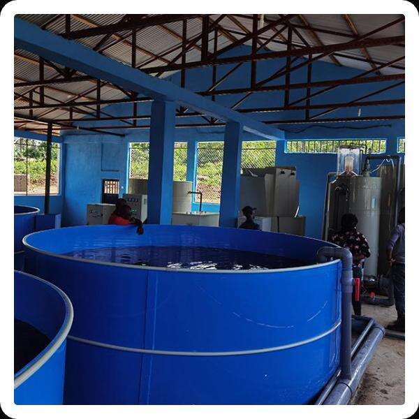 Safety of RAS System Fish Farming