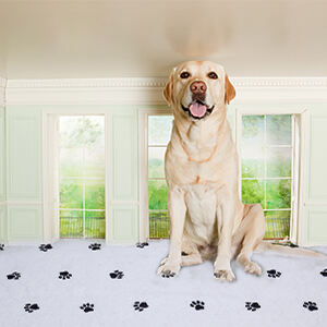 Washable Puppy Pads manufacture