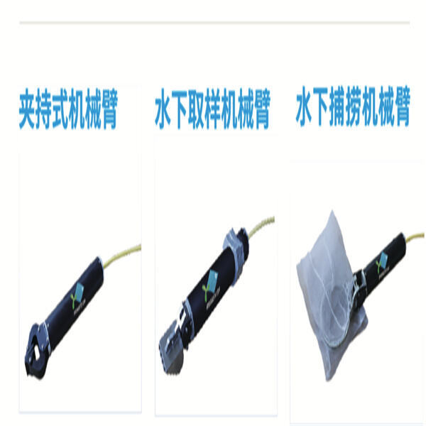 The importance of deep sea clamps in the ocean ecosystem