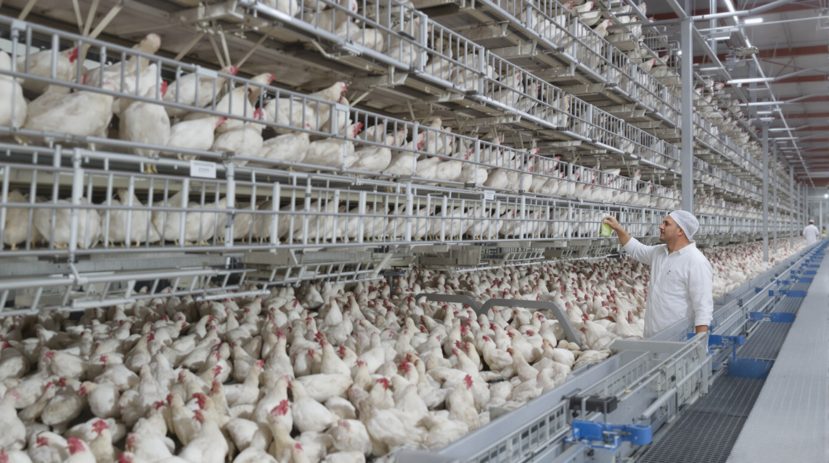 Automated chicken cages with elevated platforms and self-cleaning belts for disease prevention
