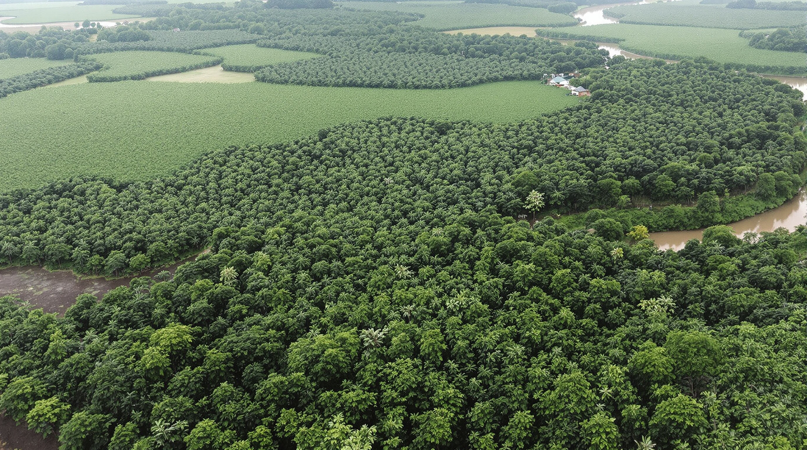 Aerial photo showing a large rubber plantation with nearby rainforest and village, illustrating environmental impact.