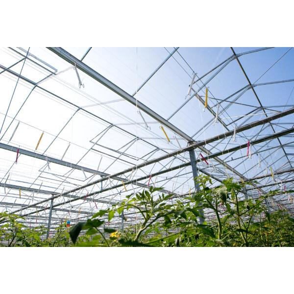 Grow Your Own Produce with a Space-Saving Metal Frame Greenhouse