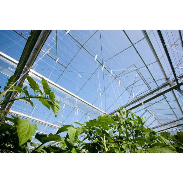 Elevate Your Growing Experience with a Steel Tube Greenhouse