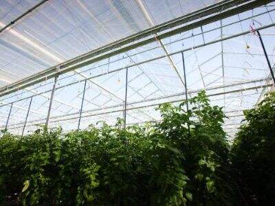 Hệ Thống Tường Màn Che Nhà Kính Cho Cây Trồng Theo Mùa: Chiến Lược Điều Chỉnh Mùa Đông và Mùa Hè