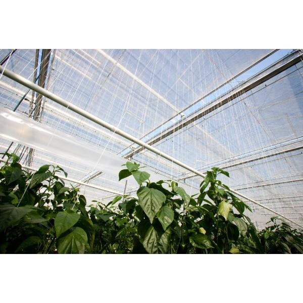 Conseils i trucs per mantenir un entorn salutable al teu estany