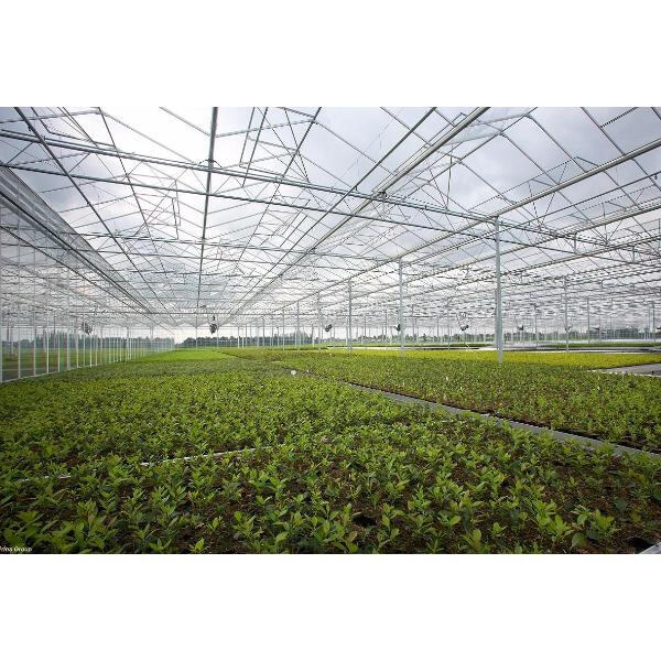 Discover the practical benefits of a glass and steel greenhouse for your plants.