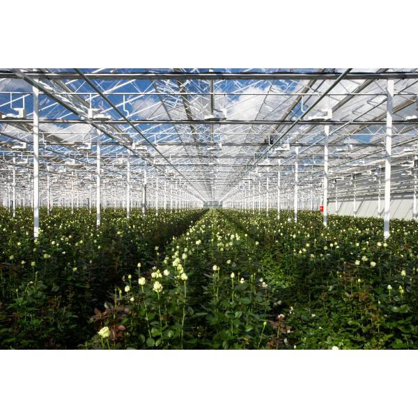 The Advantages of Steel Greenhouses