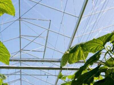 Quy hoạch và Thiết kế Nhà kính: Cách Tìm Kỹ sư Quy hoạch Nhà kính Phù hợp