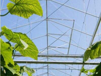 Các Yếu Tố Cần Lưu Ý Trong Quy Hoạch Và Thiết Kế Nhà Kính