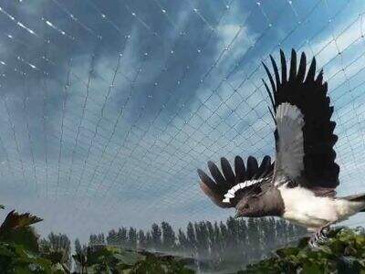 Die Wissenschaft hinter Vogelnetzen: Sicher, effektiv und langlebig