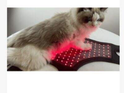 Red Light Therapy vs. Cold Laser for Pets: Breaking Down the Key Differences