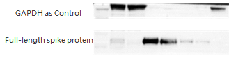 Spike SARS-CoV-2 mRNA manufacture