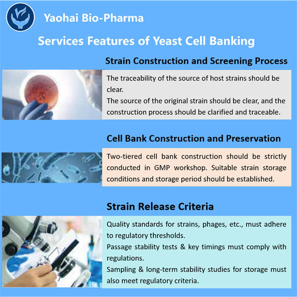 Optimizing yeast growth conditions for successful freezing and storage.