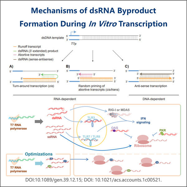 Memperlancar penghapusan dsRNA untuk aplikasi sekuensing berthroughput tinggi