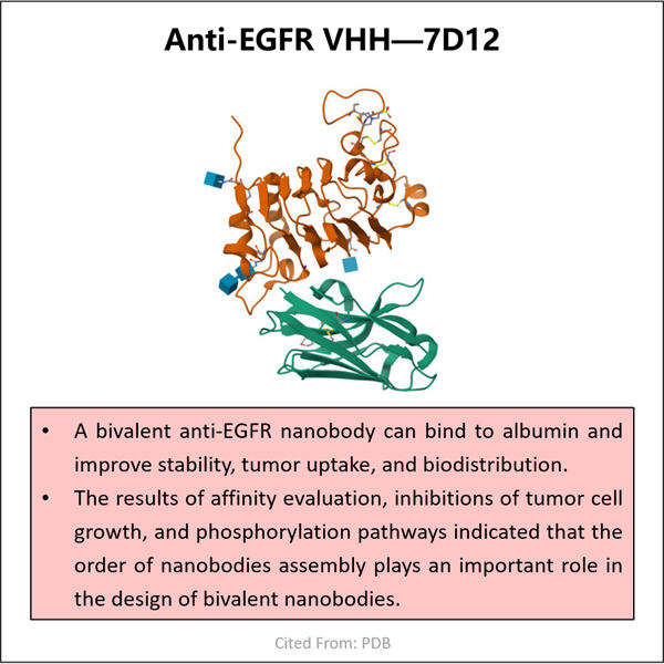 Produzione di qualità GMP Anti-EGFR VHH