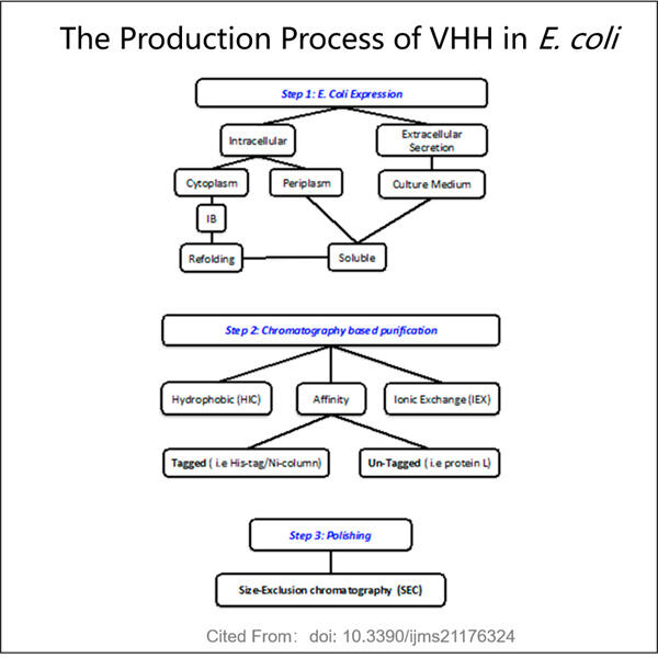 The Benefits of VHH Antibody Process Developmen