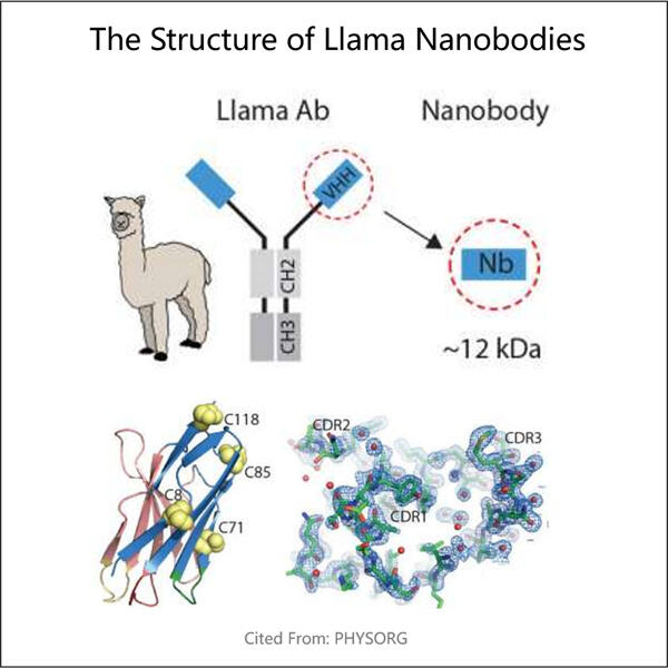 Rollen af ​​lama nanobodies i immunsystemforskning