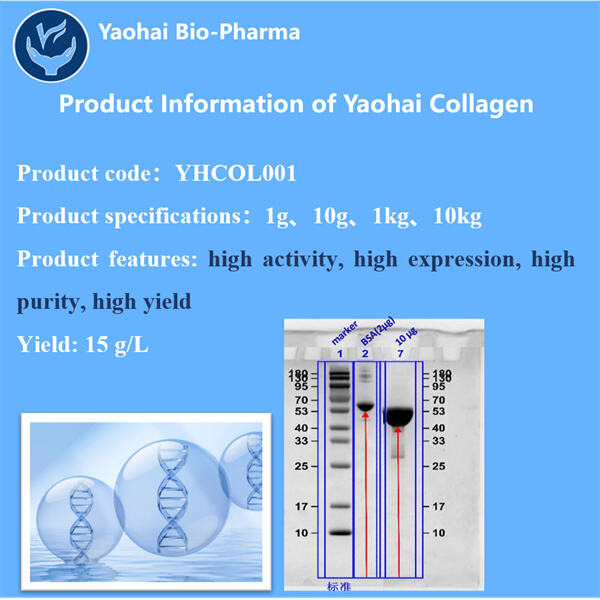 Unlocking the potential of yeast for collagen production