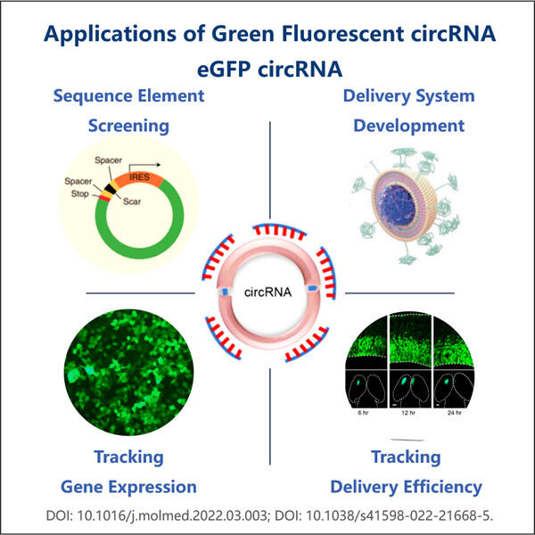 The Benefits of Green Fluorescent circRNA