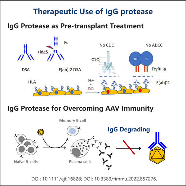 Innovativa processer för storskalig rekombinant IgG-proteastillverkning