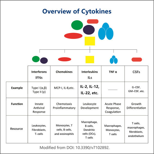 Cytokine circRNA as Potential Biomarkers in Cancer Treatment.