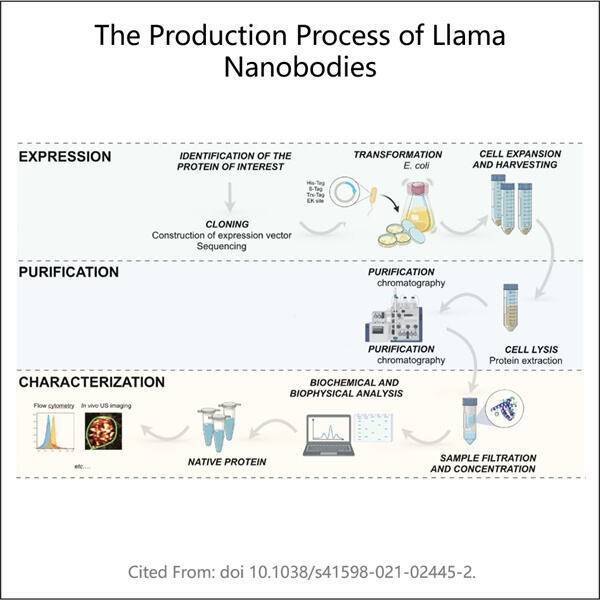 Wie Lama-Nanobodies die Impfstoffentwicklung verändern