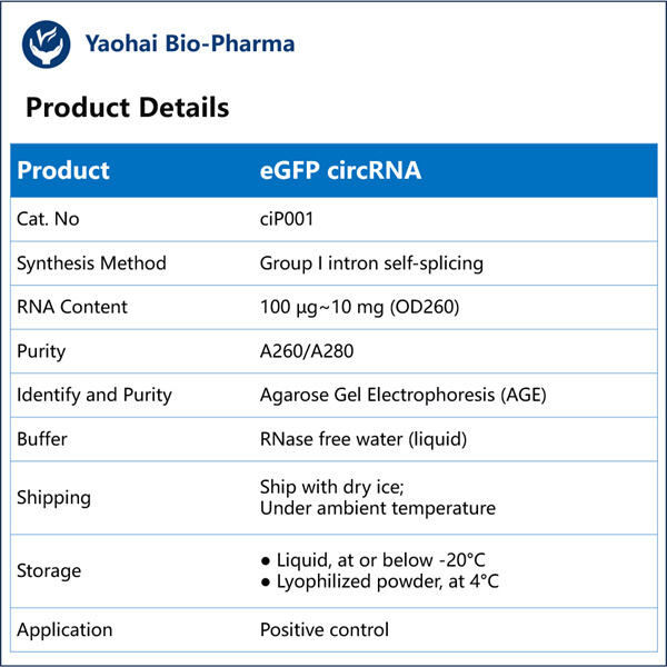 A Powerful Tool for Monitoring Gene Expression