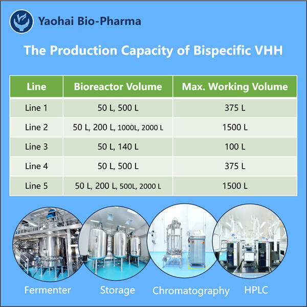 Techniques avancées de production de VHH bispécifiques pour un meilleur traitement du cancer