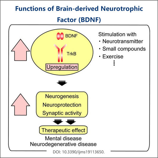 Une ressource prometteuse pour la recherche en neurosciences