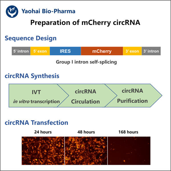 Mengungkap Rahasia circRNA Fluoresensi Merah dalam Patogenesis Penyakit