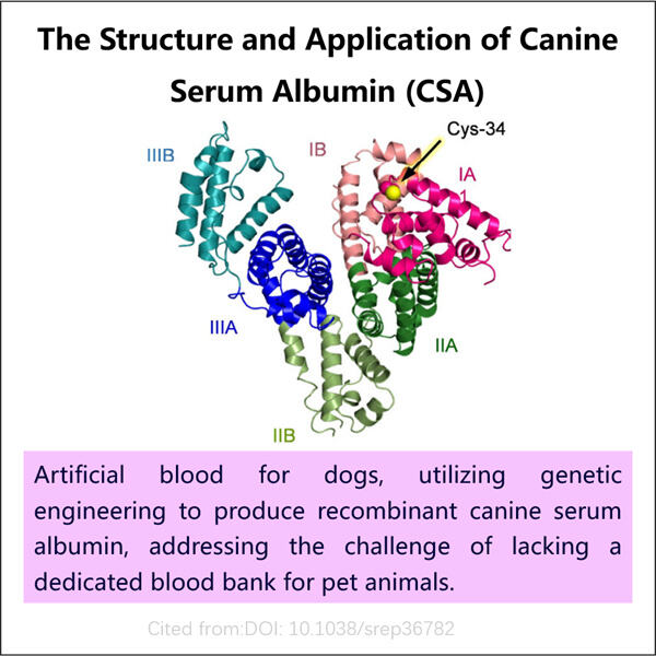 A closer look at Recombinant CSA and its properties