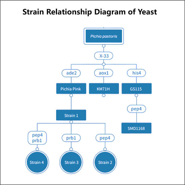 Maintaining quality and viability in yeast cell banking.