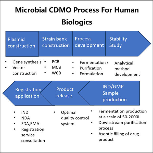 Cheia pentru o producție biologică mai rapidă și mai rentabilă