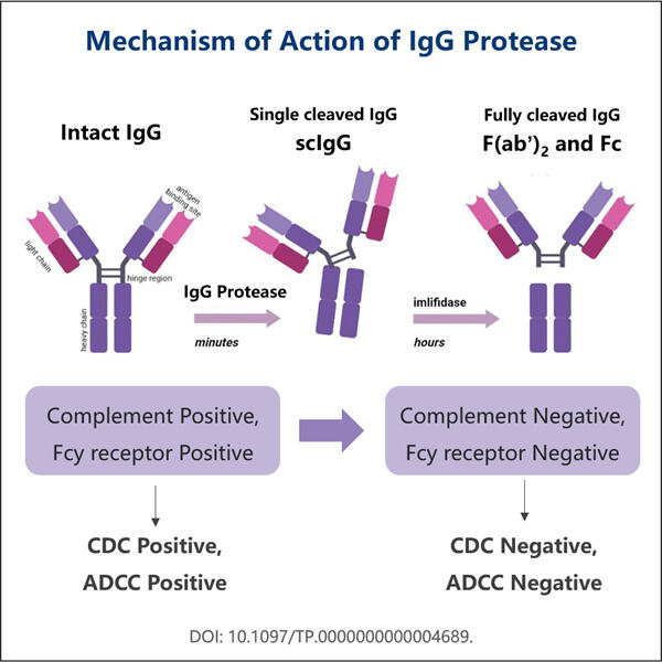 Förbättring av effektiviteten av rekombinant IgG-proteasproduktion