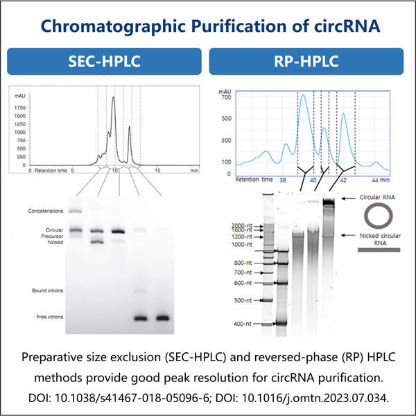 Enhancing the reliability of circRNA purification