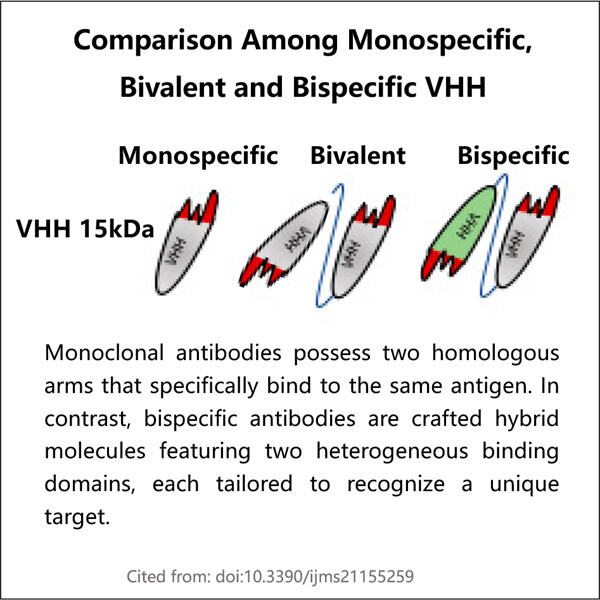 การเอาชนะความท้าทายในการผลิต VHH แบบ bispecific สำหรับภูมิคุ้มกันบำบัด