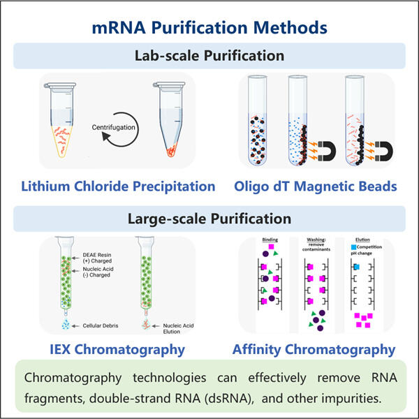 MRNA-Isolierung mittels neuartiger Reinigungsmethode