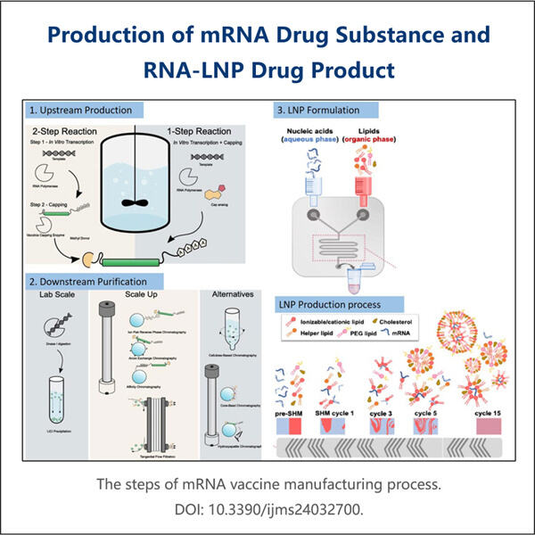 جین تھراپی اور ویکسین میں طویل IVT RNA کی پیداوار کی درخواستیں۔