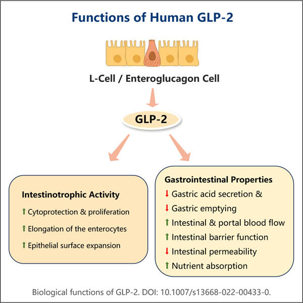 Biomanufacturing Recombinant GLP-2 Agonis