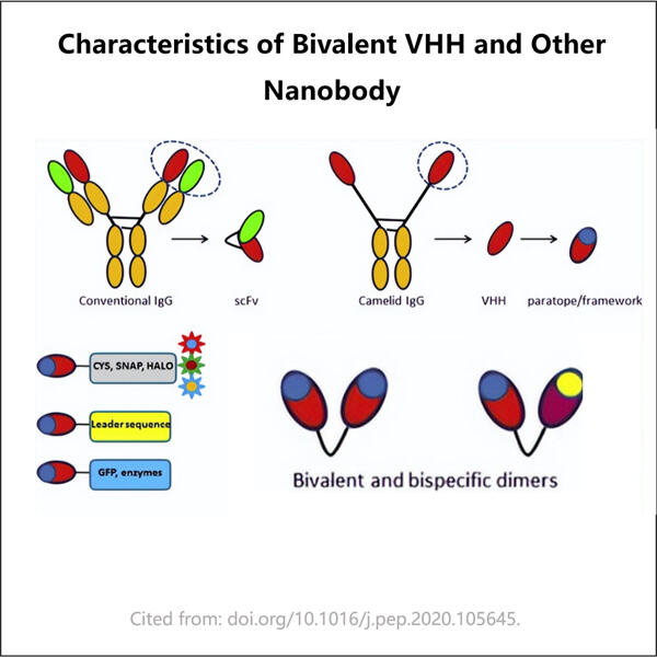 Effiziente Produktion von bivalentem VHH für therapeutische Zwecke